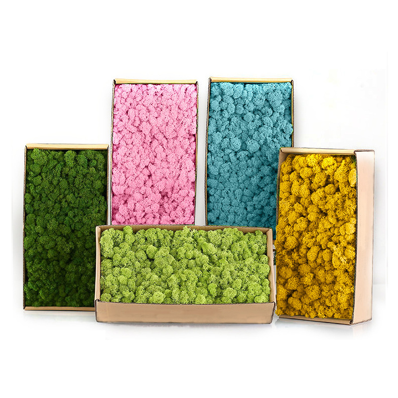 Sphagnum Moss Dry - Plantas verdes artificiais mini paisagem vida