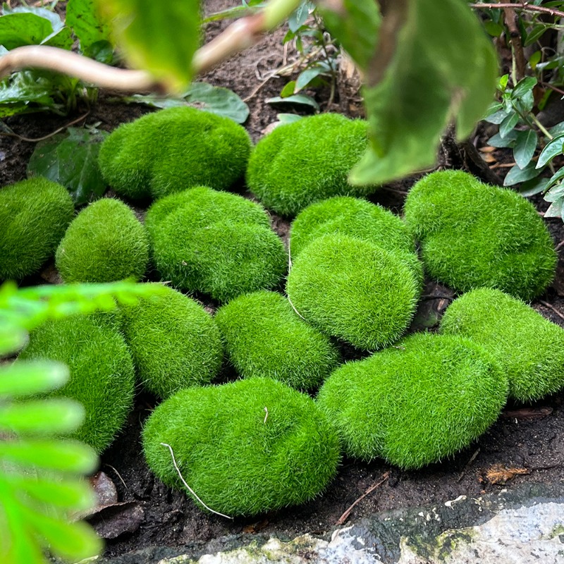 100/5 Peças de Pedras de Musgo - Sphagnum Moss Dry avaliação e preço