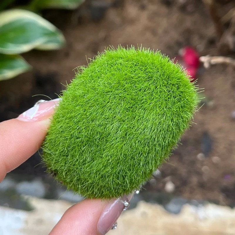 100/5 Peças de Pedras de Musgo - Sphagnum Moss Dry avaliação e preço