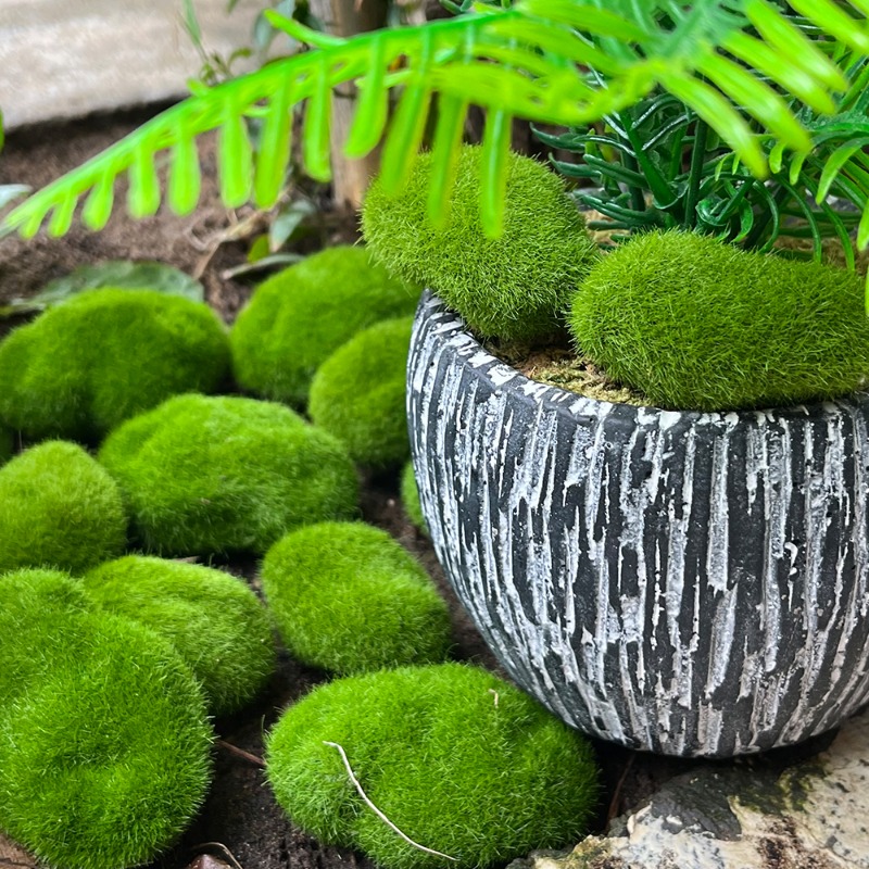 100/5 Peças de Pedras de Musgo - Sphagnum Moss Dry avaliação e preço