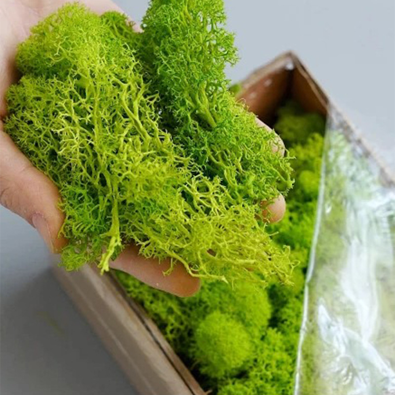 Plantas verdes artificiais vid - Sphagnum Moss Dry avaliação e preço