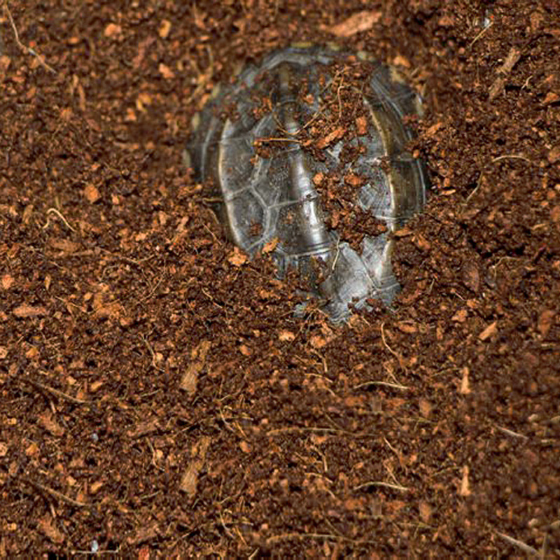 WAJABABY Tijolo de coco pronto - Sphagnum Moss Dry avaliação e preço
